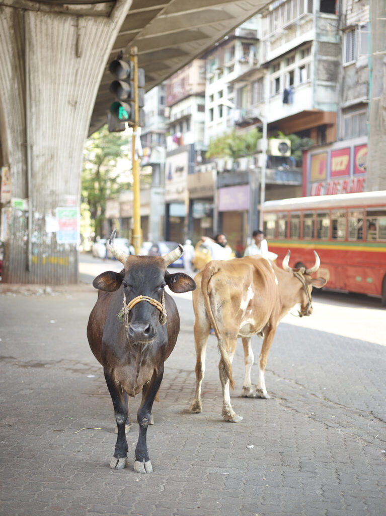 AutoWB: 1.37; 1.00; 1.43,  Kelvin=5110,  Tint=-0.0049